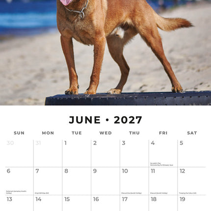 Belgian Shepherd Dogs 2027 square wall calendar - monthly calendar spread