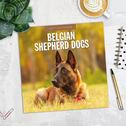 Belgian Shepherd Dogs 2027 square wall calendar - image detail