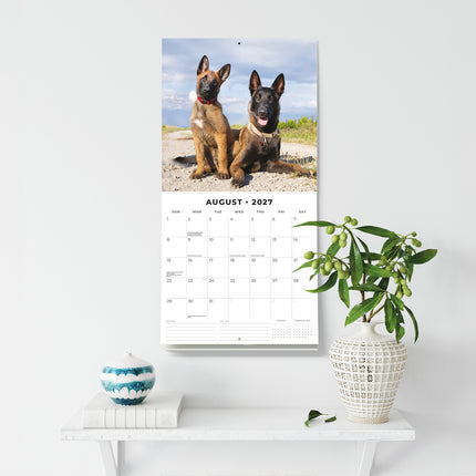 Belgian Shepherd Dogs 2027 square wall calendar - wall display