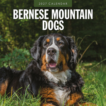 Bernese Mountain Dogs 2027 square wall calendar - front cover