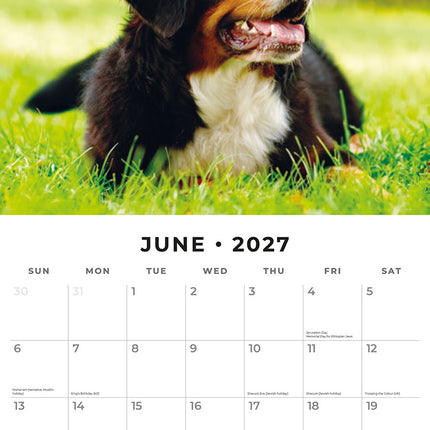 Bernese Mountain Dogs 2027 square wall calendar - monthly calendar spread