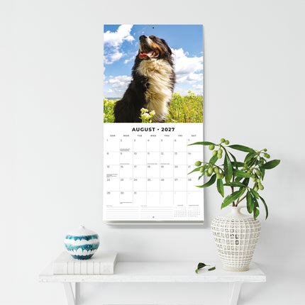 Bernese Mountain Dogs 2027 square wall calendar - wall display