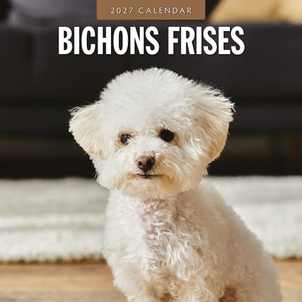 Bichons Frises 2027 square wall calendar - front cover