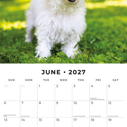 Bichons Frises 2027 square wall calendar - monthly calendar spread