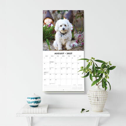 Bichons Frises 2027 square wall calendar - wall display