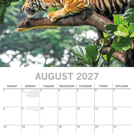 Big Cats 2027 Square Wall Calendar August sample page