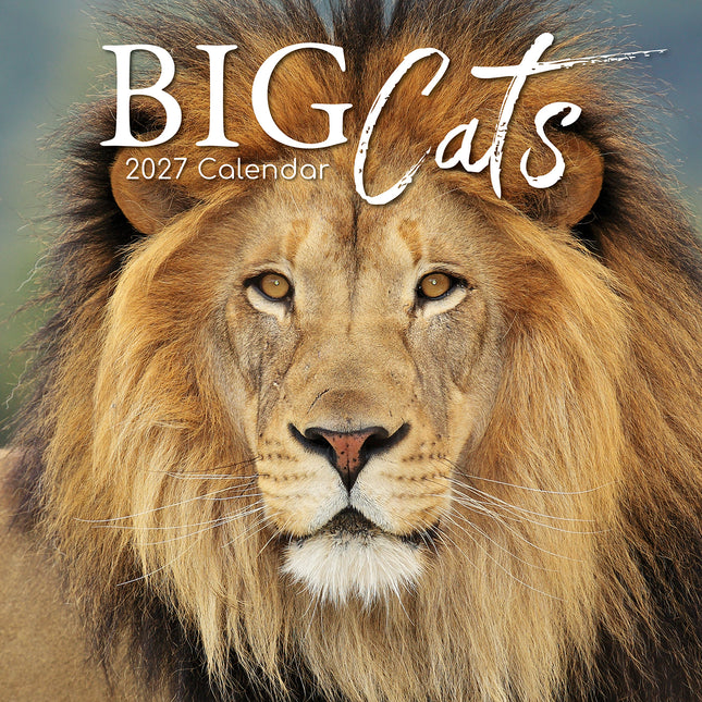Big Cats 2027 Square Wall Calendar cover