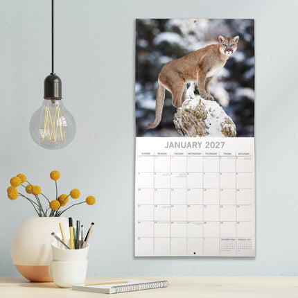 Big Cats 2027 Square Wall Calendar lifestyle image