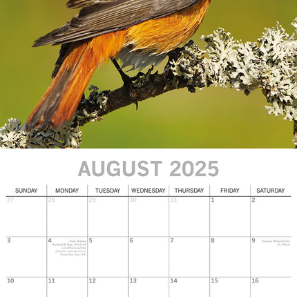 Birds - 2025 Square Wall Calendar Pets Animals 16 Months Premium Planner Gift