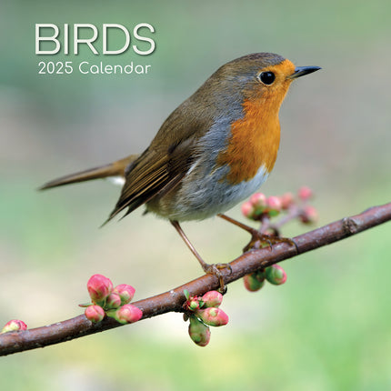 Birds - 2025 Square Wall Calendar Pets Animals 16 Months Premium Planner Gift