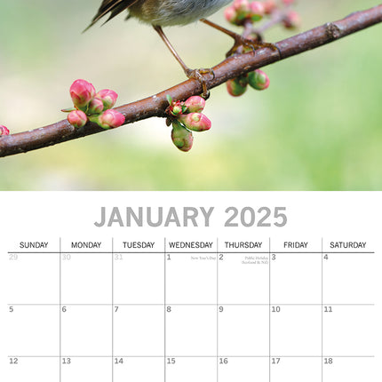 Birds - 2025 Square Wall Calendar Pets Animals 16 Months Premium Planner Gift