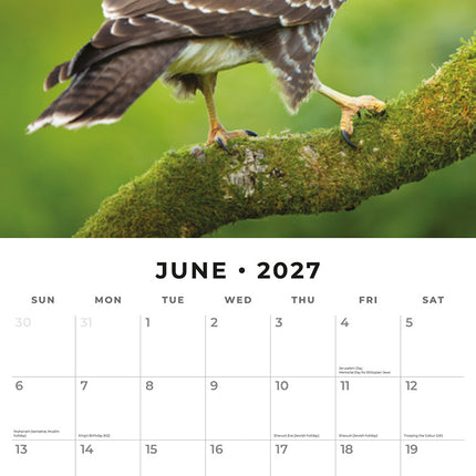 Birds of Prey 2027 square wall calendar - monthly calendar spread