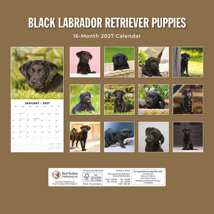 Black Labrador Retriever Puppies 2027 square wall calendar - back cover