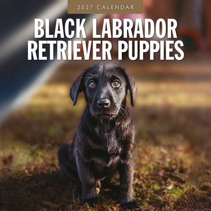 Black Labrador Retriever Puppies 2027 square wall calendar - front cover