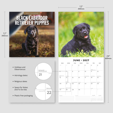 Black Labrador Retriever Puppies 2027 square wall calendar - product specifications