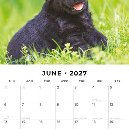 Black Labrador Retriever Puppies 2027 square wall calendar - monthly calendar spread