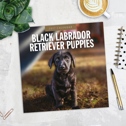 Black Labrador Retriever Puppies 2027 square wall calendar - image detail