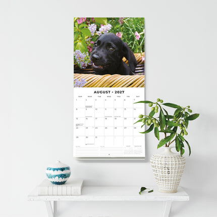 Black Labrador Retriever Puppies 2027 square wall calendar - wall display