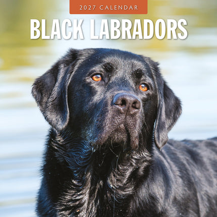 Black Labradors 2027 square wall calendar - front cover