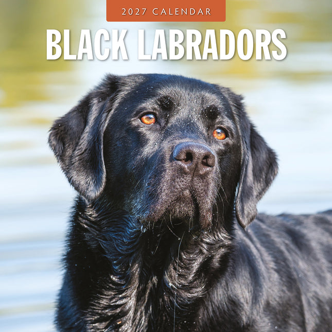 Black Labradors 2027 square wall calendar - front cover