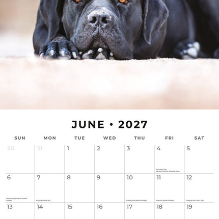 Black Labradors 2027 square wall calendar - monthly calendar spread