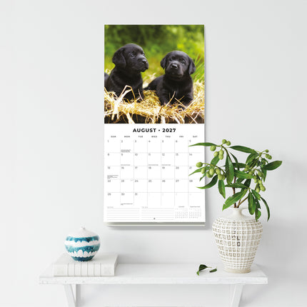 Black Labradors 2027 square wall calendar - wall display