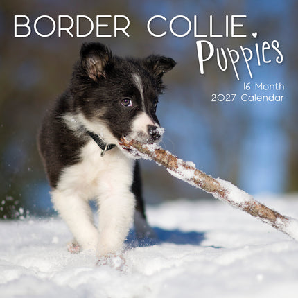 Border Collie Puppies 2027 Premium Square Wall Calendar cover