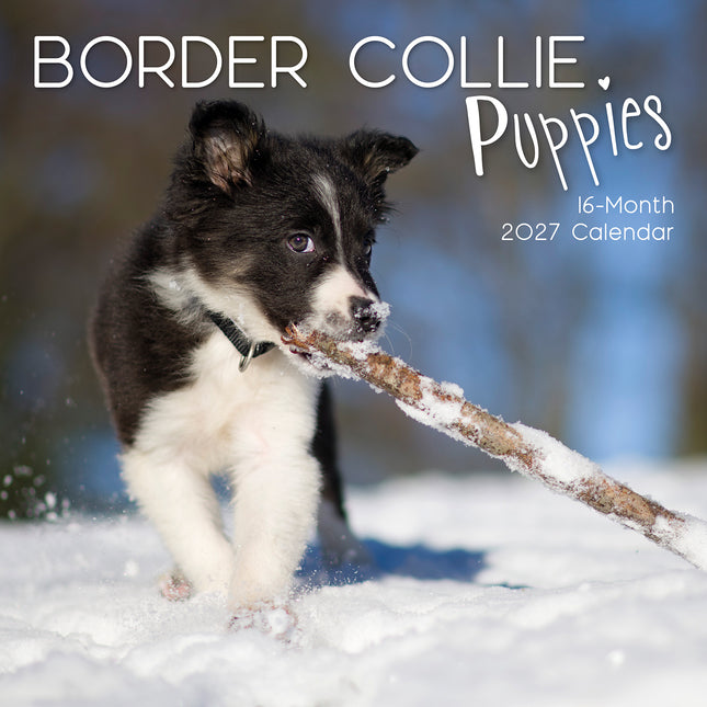 Border Collie Puppies 2027 Premium Square Wall Calendar cover