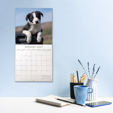 Border Collie Puppies 2027 Premium Square Wall Calendar lifestyle image