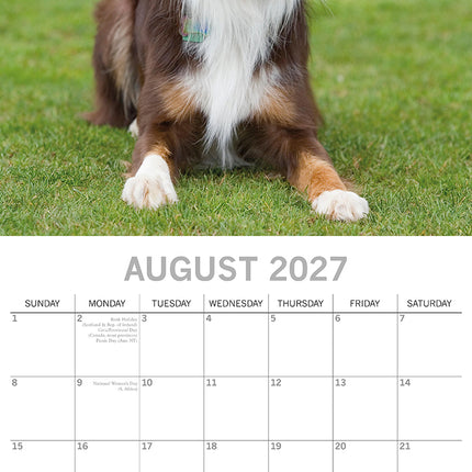Border Collies 2027 Premium Square Wall Calendar August sample page