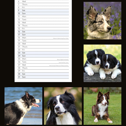 Border Collie 2027 Premium Slim Wall Calendar back cover