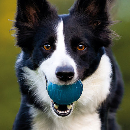 Border Collie 2027 Premium Slim Wall Calendar cover