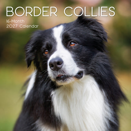 Border Collies 2027 Premium Square Wall Calendar cover