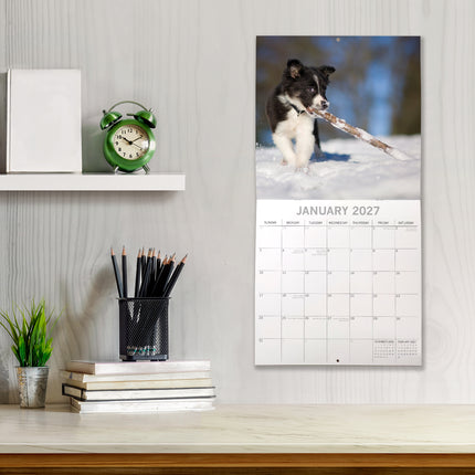 Border Collies 2027 Premium Square Wall Calendar lifestyle image
