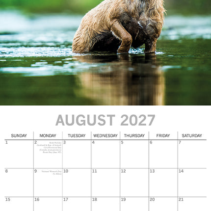 Border Terriers 2027 Premium Square Wall Calendar August sample page