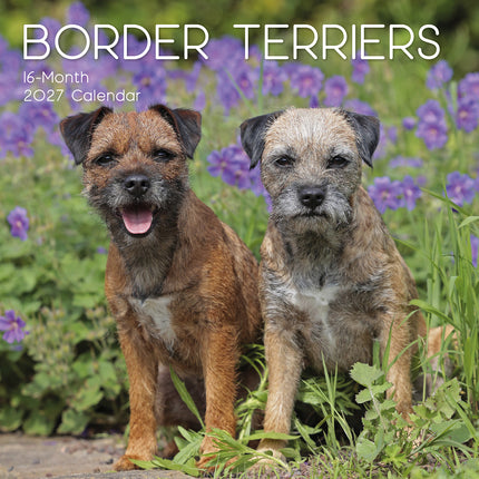 Border Terriers 2027 Premium Square Wall Calendar cover