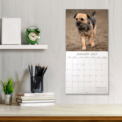 Border Terriers 2027 Premium Square Wall Calendar lifestyle image