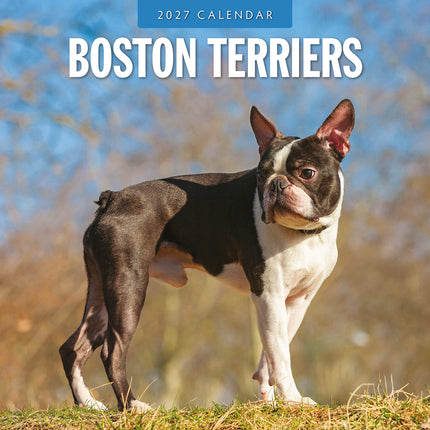 Boston Terriers 2027 square wall calendar - front cover