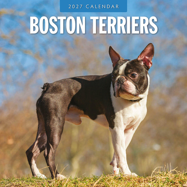Boston Terriers 2027 square wall calendar - front cover