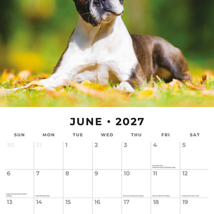 Boston Terriers 2027 square wall calendar - monthly calendar spread