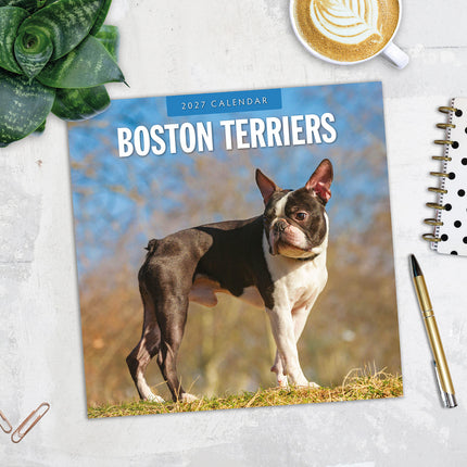 Boston Terriers 2027 square wall calendar - image detail