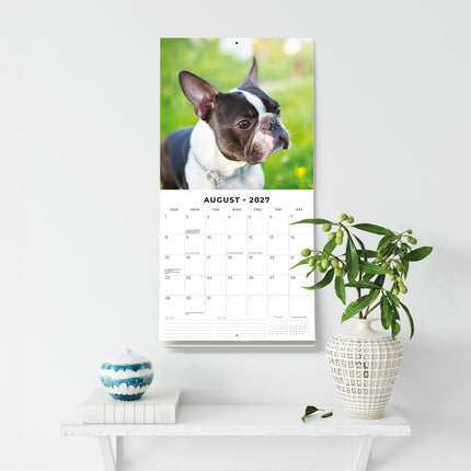Boston Terriers 2027 square wall calendar - wall display