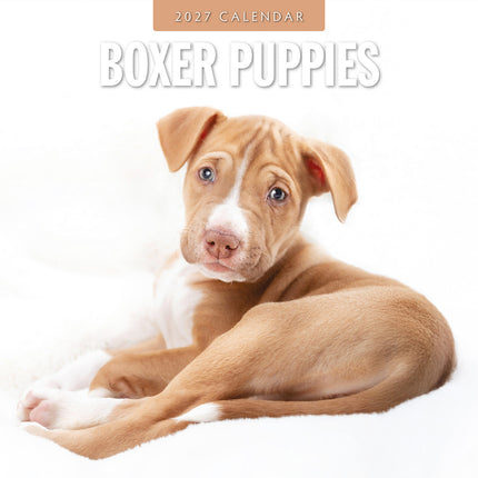 Boxer Puppies 2027 square wall calendar - front cover