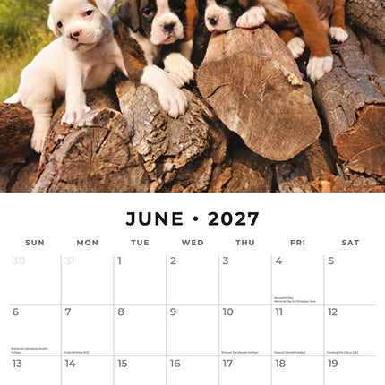 Boxer Puppies 2027 square wall calendar - monthly calendar spread
