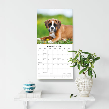 Boxer Puppies 2027 square wall calendar - wall display