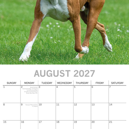 Boxers 2027 Premium Square Wall Calendar August sample page