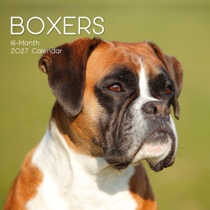 Boxers 2027 Premium Square Wall Calendar cover
