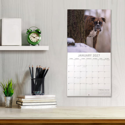 Boxers 2027 Premium Square Wall Calendar lifestyle image