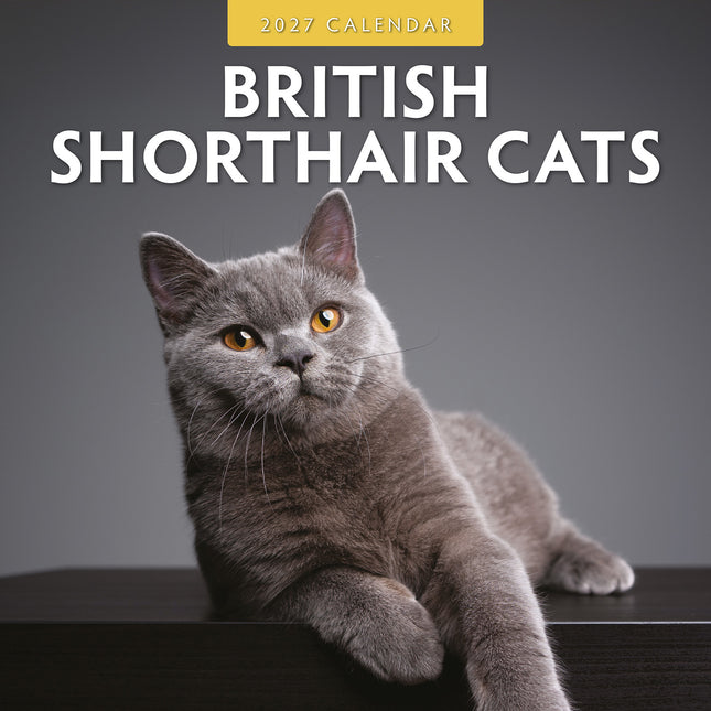 British Shorthair Cats 2027 square wall calendar - front cover
