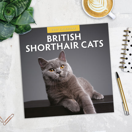 British Shorthair Cats 2027 square wall calendar - image detail